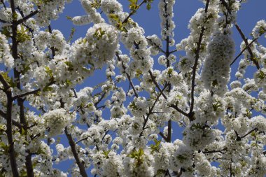Prunus avium çiçekli kiraz. Bir ağaç dalı kiraz çiçekleri.