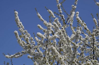 Prunus avium çiçekli kiraz. Bir ağaç dalı kiraz çiçekleri.