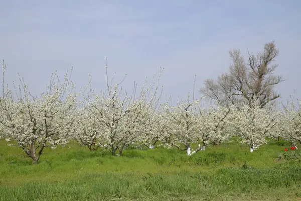 Jardin Pruniers Fleurs Jardin Ferme Printemps — Photo