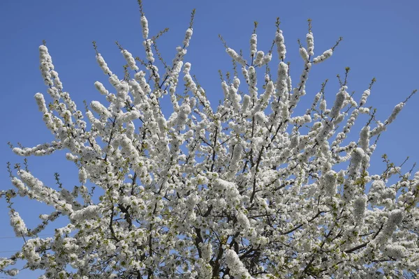 Квітуча Вишня Prunus Avium Квіти Вишні Гілці Дерева — стокове фото