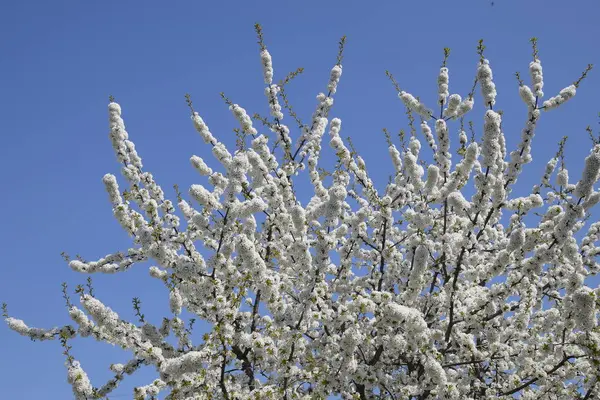 Prunus Avium Cereja Florida Flores Cerejeira Ramo Árvore — Fotografia de Stock