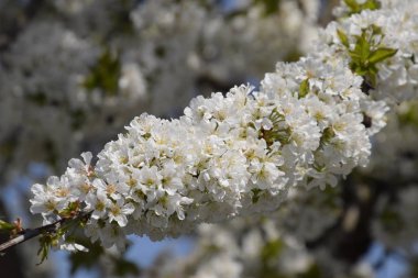 Prunus avium çiçekli kiraz. Bir ağaç dalı kiraz çiçekleri.