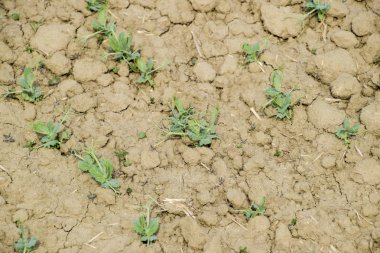 Bezelye sahada vuruyor. Bezelye genç SAP.