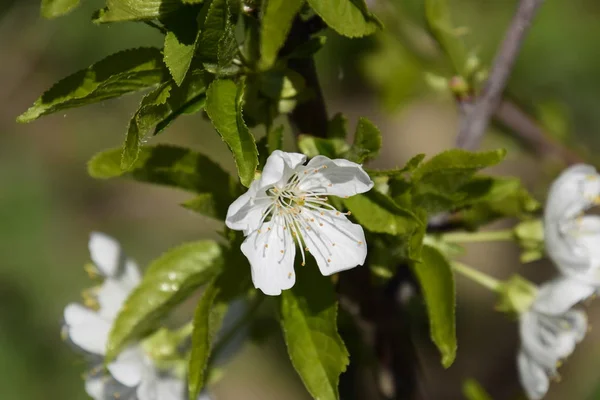벚나무 Avium 나뭇가지에 — 스톡 사진