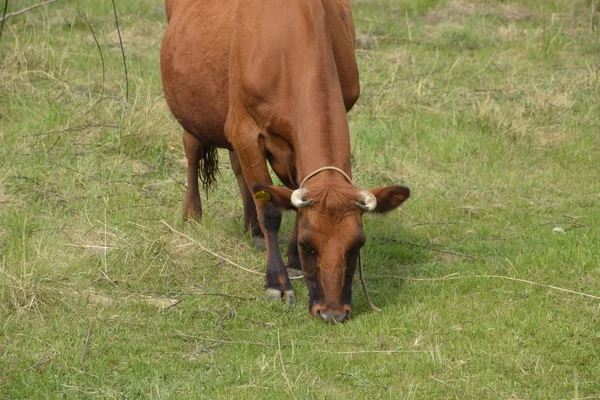 Krowa Wypasa Się Łące Brązowa Krowa Jedząca Trawę Polu — Zdjęcie stockowe