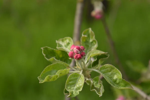 Las Flores Del Manzano Sobre Rama Manzano Flor — Foto de Stock