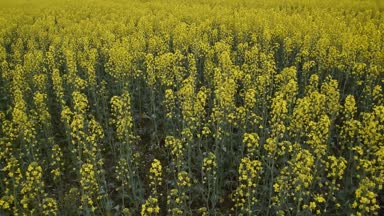 Çiçekli tecavüz alanında. Tarlada sarı tecavüz çiçekler. Sedir tecavüz kırpma