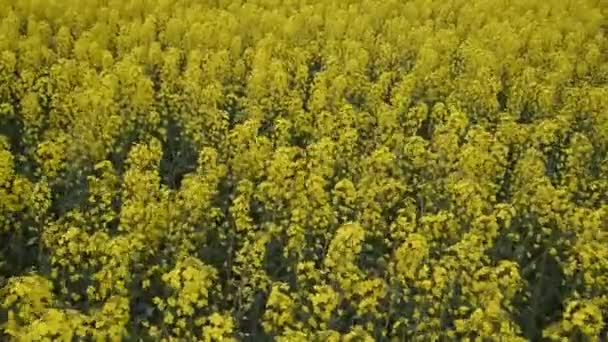 Violação florida no terreno. Flores de colza amarelas no campo. Culturas de colza de cedro — Vídeo de Stock