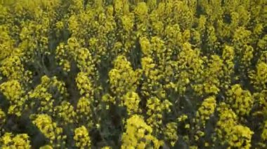 Çiçekli tecavüz alanında. Tarlada sarı tecavüz çiçekler. Sedir tecavüz kırpma