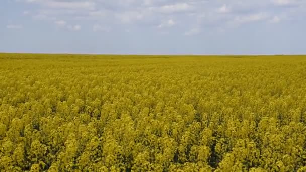 Violação florida no terreno. Flores de colza amarelas no campo. Culturas de colza de cedro — Vídeo de Stock