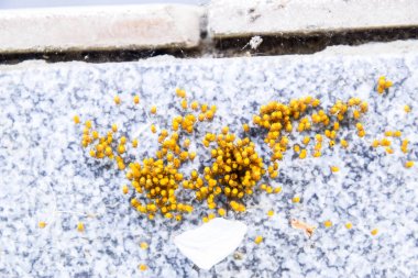 Genç örümcekler, yumurtadan yumurta yuvada üzerinden. Yeni doğan kolonisi 