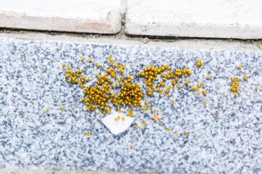 Genç örümcekler, yumurtadan yumurta yuvada üzerinden. Yeni doğan kolonisi 