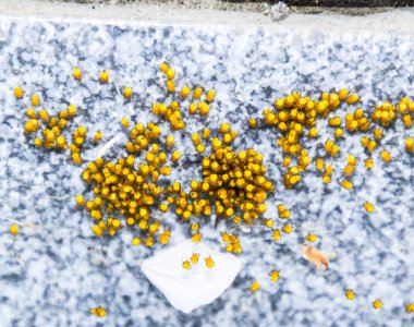 Genç örümcekler, yumurtadan yumurta yuvada üzerinden. Yeni doğan kolonisi 