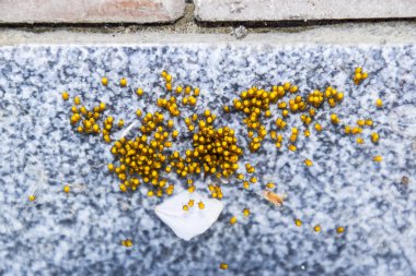 Genç örümcekler, yumurtadan yumurta yuvada üzerinden. Yeni doğan kolonisi 