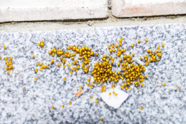 Genç örümcekler, yumurtadan yumurta yuvada üzerinden. Yeni doğan kolonisi 