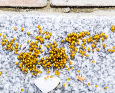 Genç örümcekler, yumurtadan yumurta yuvada üzerinden. Yeni doğan kolonisi 