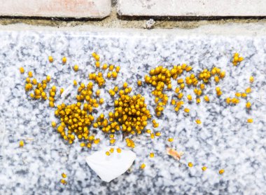 Genç örümcekler, yumurtadan yumurta yuvada üzerinden. Yeni doğan kolonisi 