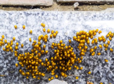 Genç örümcekler, yumurtadan yumurta yuvada üzerinden. Yeni doğan kolonisi 
