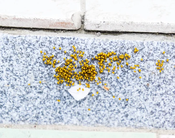 Young spiders, hatched from eggs in the nest. Colony of newborn