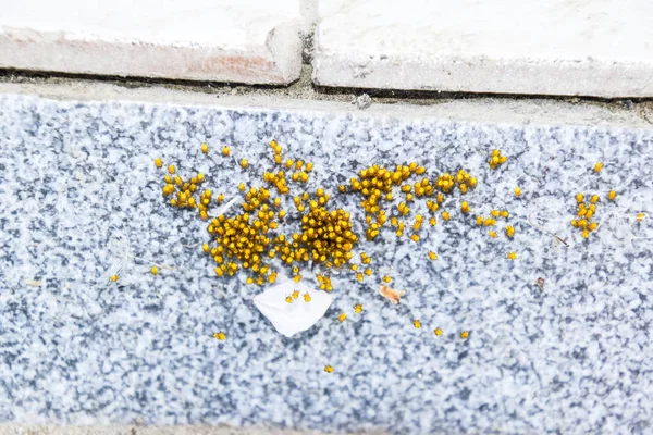 Young spiders, hatched from eggs in the nest. Colony of newborn