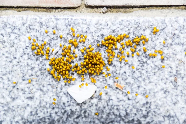 Young spiders, hatched from eggs in the nest. Colony of newborn — Stock Photo, Image