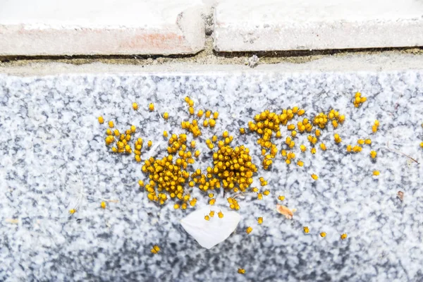 Young spiders, hatched from eggs in the nest. Colony of newborn — Stock Photo, Image