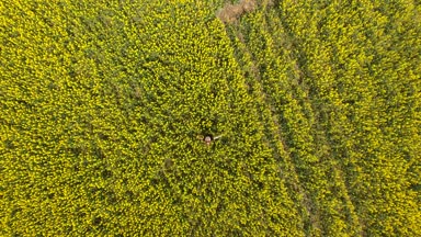Tecavüz alanında renkleri arasında siyah elbiseli bir kız. Kız sarı çiçekler arasında yürümek. Çiçekli tecavüz