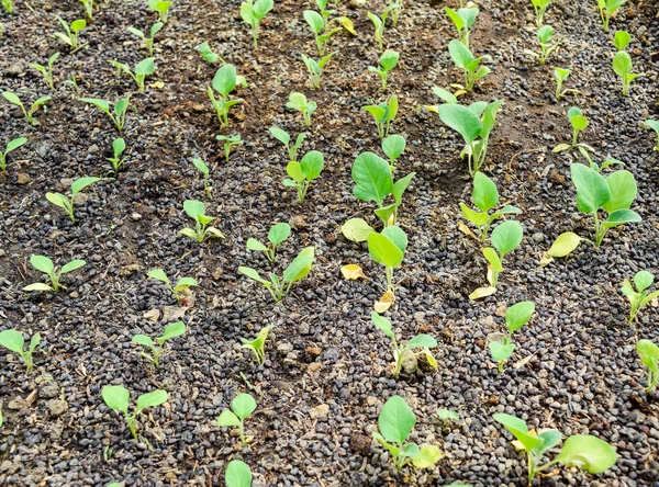 Plantor aubergine i växthuset. Växande aubergine av grönsaker i växthus — Stockfoto