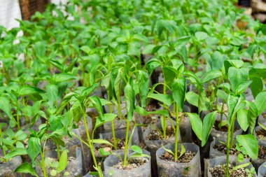 Biber fidesi. Sera ekimi biber. Fidan