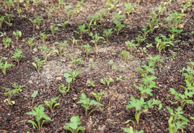 Domates tohumları. Serada domates yetiştiriyor.