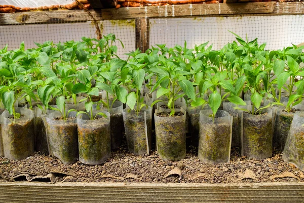 A paprika palánta. Bors mezôgazdasági. (Őszibarack) csemeték — Stock Fotó