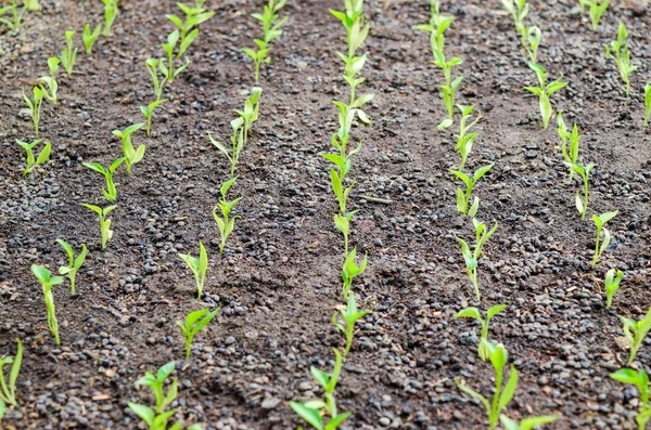Piantine di pepe. Pepe in coltivazione in serra. Piantine — Foto Stock