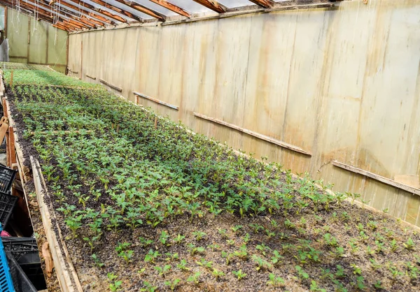 Seedlings of tomato. Growing tomatoes in the greenhouse — Stock Photo, Image