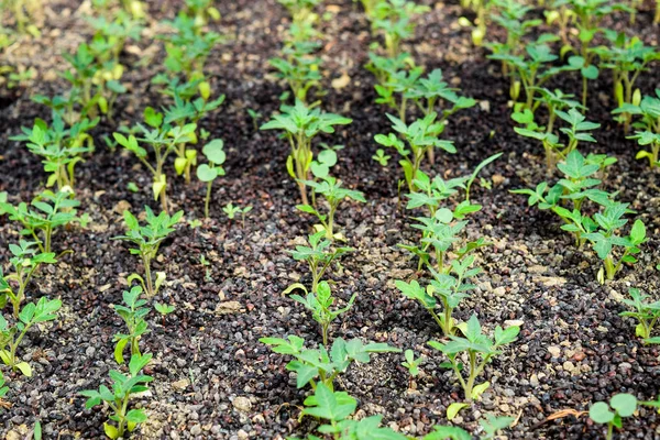 Piantine di pomodoro. Crescere pomodori in serra — Foto Stock