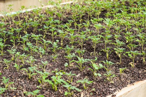 西红柿的种子。在温室里种植西红柿 — 图库照片