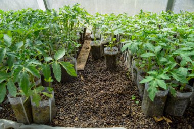 Domates tohumları. Serada domates yetiştiriyor.