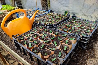 Salatalık sürgünler. Çenekli yaprakları. Fidan salatalık.