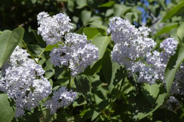Eflatun çiçekler dallar üzerinde. Güzel mor eflatun çiçekler açık havada.