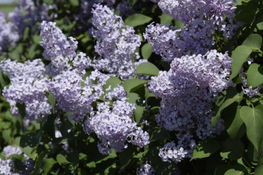 Eflatun çiçekler dallar üzerinde. Güzel mor eflatun çiçekler açık havada.