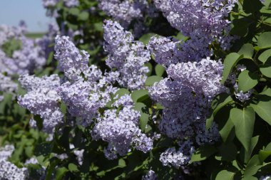 Eflatun çiçekler dallar üzerinde. Güzel mor eflatun çiçekler açık havada.