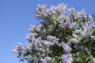 Eflatun çiçekler dallar üzerinde. Güzel mor eflatun çiçekler açık havada.