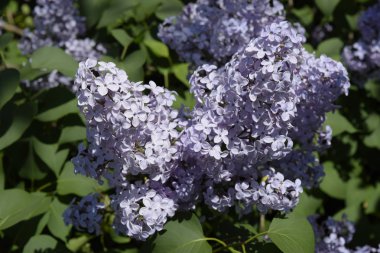 Eflatun çiçekler dallar üzerinde. Güzel mor eflatun çiçekler açık havada.