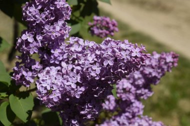 Eflatun çiçekler dallar üzerinde. Güzel mor eflatun çiçekler açık havada.