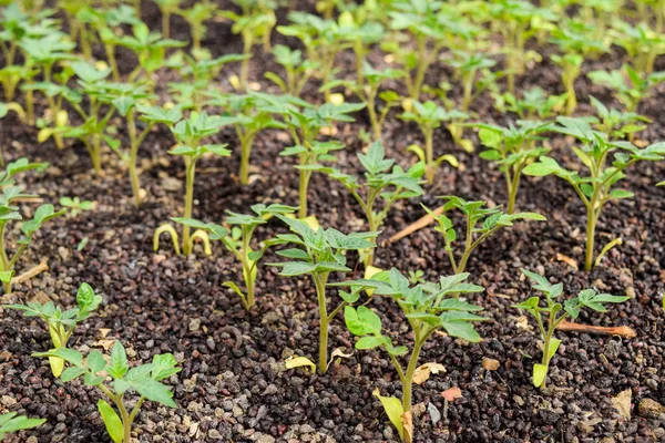 Tomaten-Sämlinge. Tomatenanbau im Gewächshaus — Stockfoto