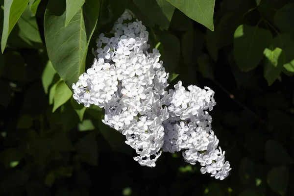 Fliederblüten an den Zweigen. schöne lila lila Blüten im Freien. — Stockfoto