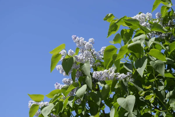 Lilac flowers on the branches. Beautiful purple lilac flowers outdoors. — Stock Photo, Image