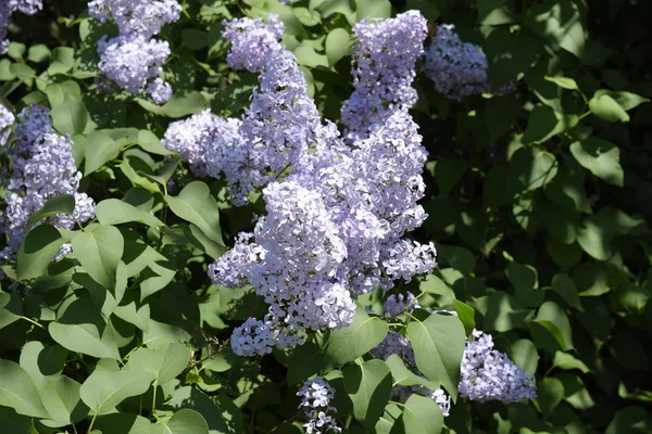 Lilac flowers on the branches. Beautiful purple lilac flowers outdoors. — Stock Photo, Image