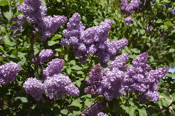 枝にライラックの花。美しい紫色のライラックの花アウトドア. — ストック写真