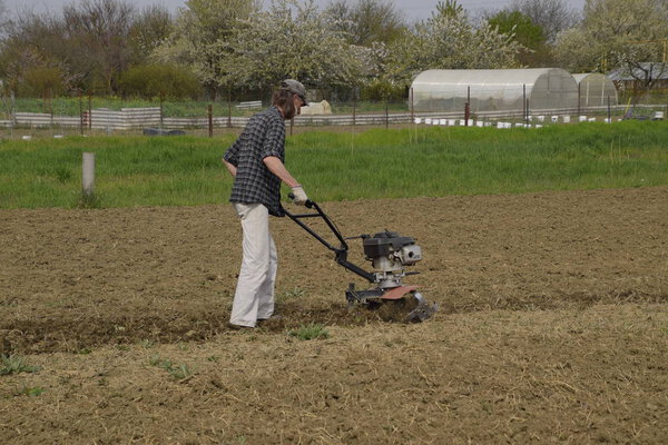A man plows a tiller in the garden. Spring cultivation of the garden