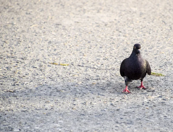 The dove is gray, walking along the sidewalk